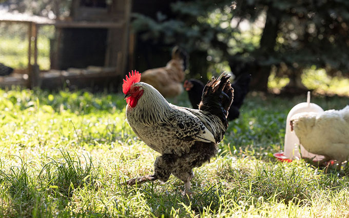 bio dyn anbau hahn02