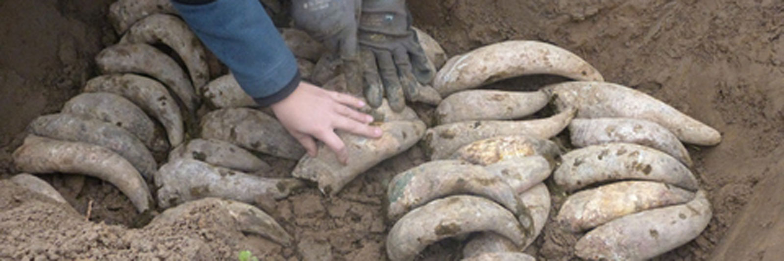 biodynamischer landbau Hoerner