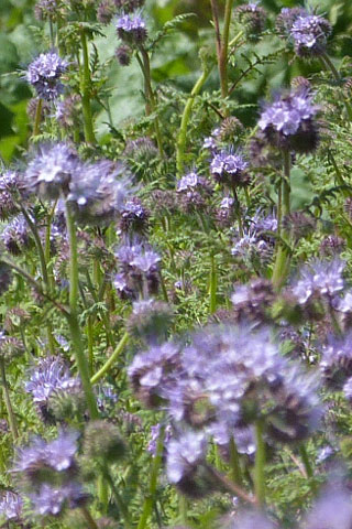 platzhalter hochkannt 320 480