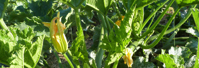 Gärtnersprechstunde bei Joel